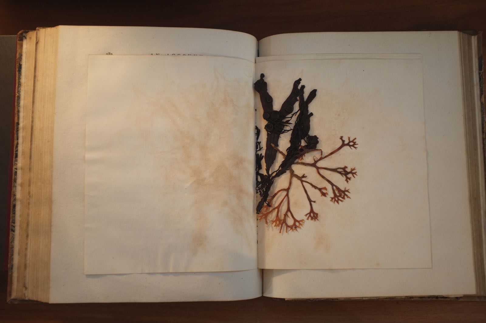 A specimen of seaweed pressed between the pages of Erin's copy of An Account of the Pelew Islands.