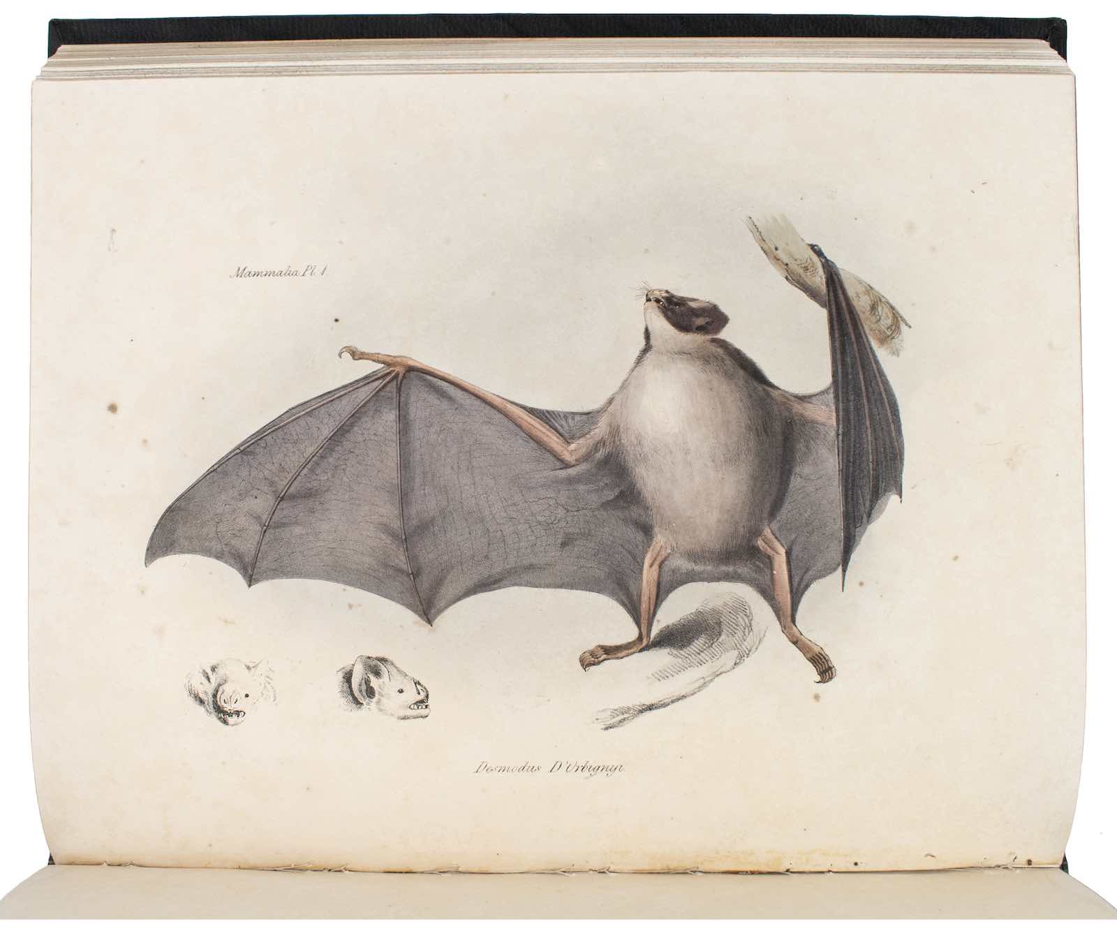 The Zoology of the Voyage of the Beagle