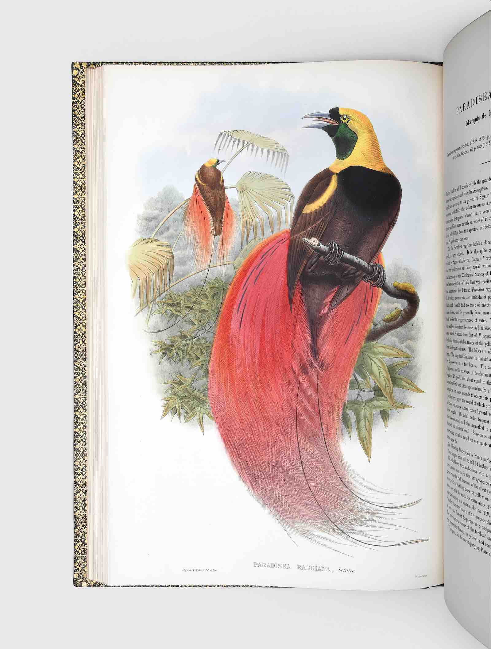 A set of Gould folios