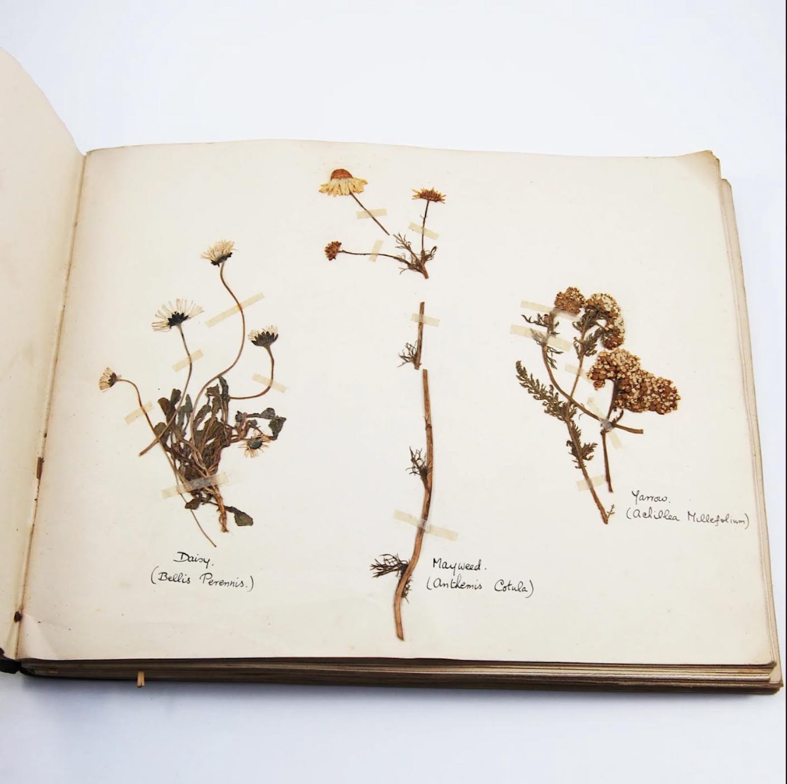 Collection of Flowers Classified According to Natural Orders