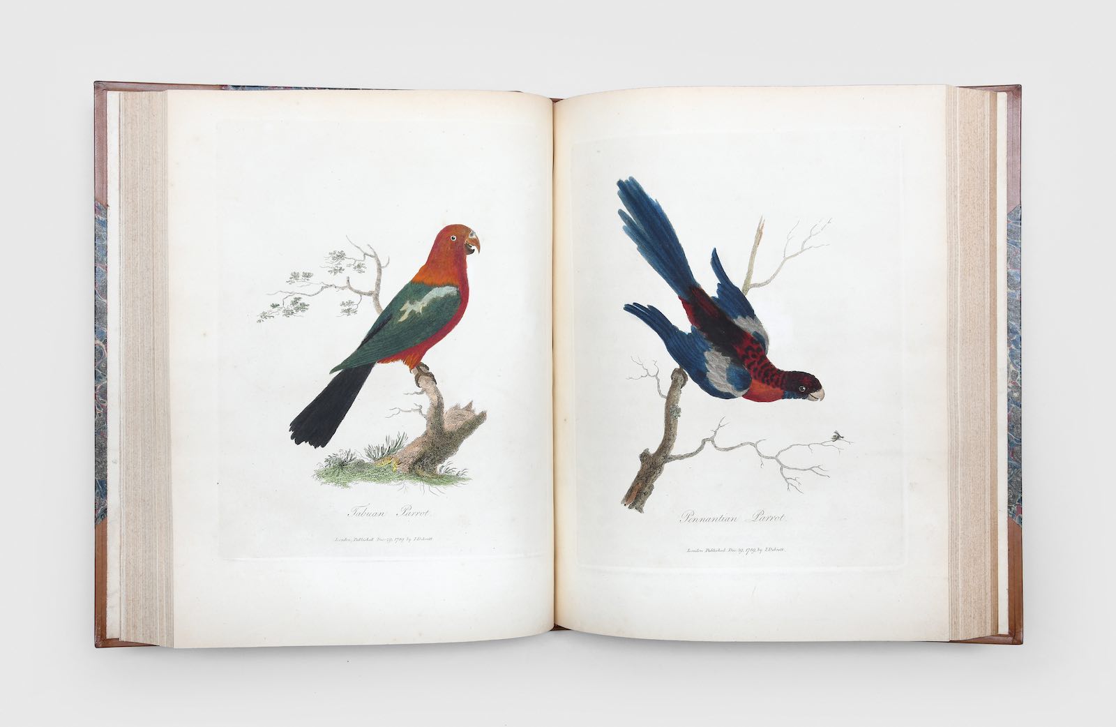 a first edition, hand-coloured issue of John White’s 1790 publication, Journal of a Voyage to New South Wales