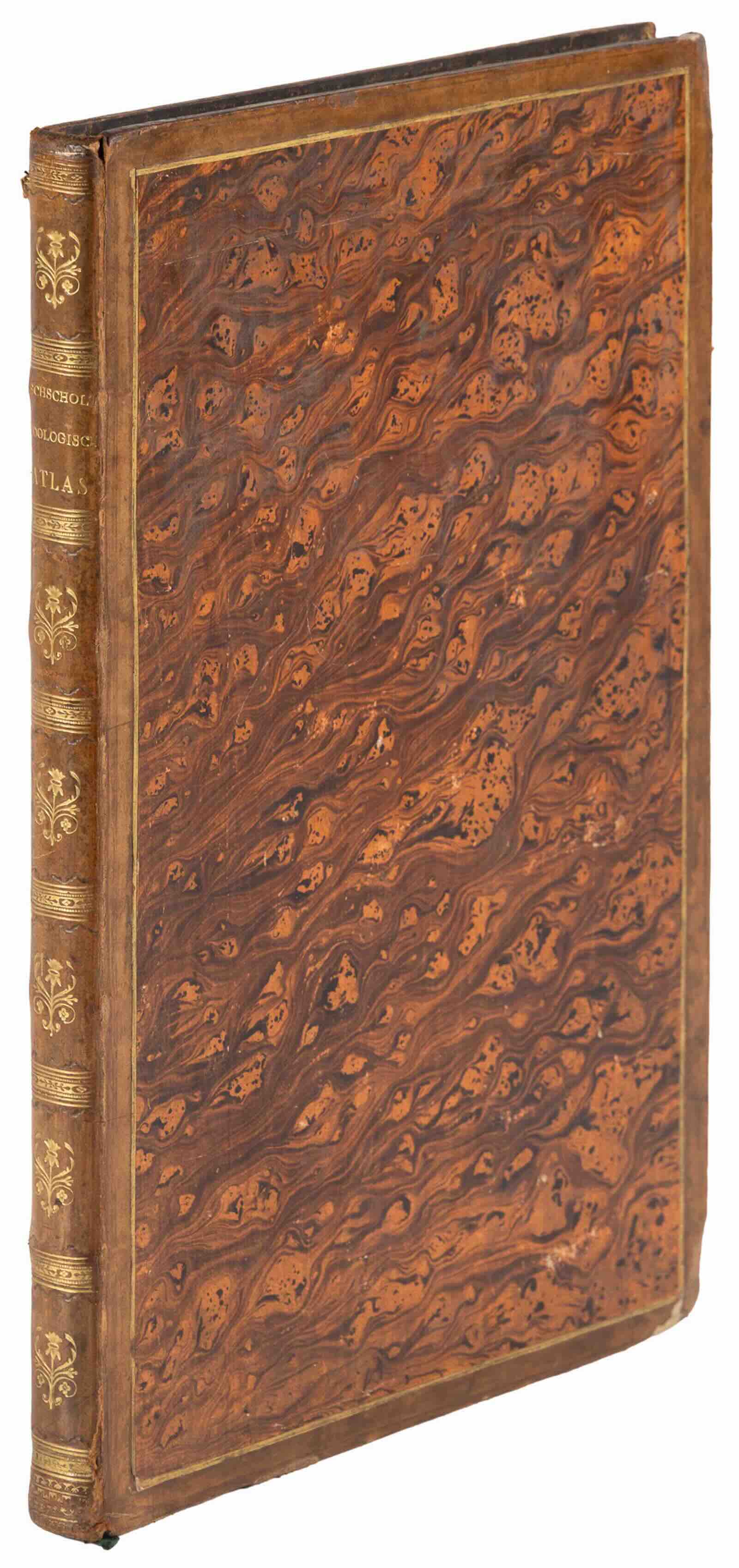 Zoologischer Atlas by Johann Friedrich von Eschscholtz