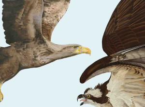 Detail from exhibition poster by Jackie Morris